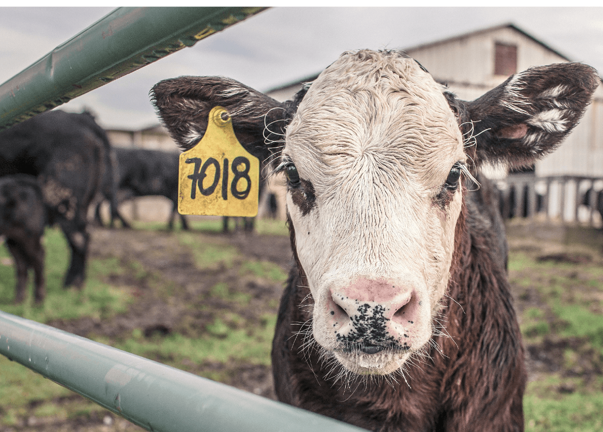 Cover Image for Agriculture : Macron ou la fuite en avant libérale