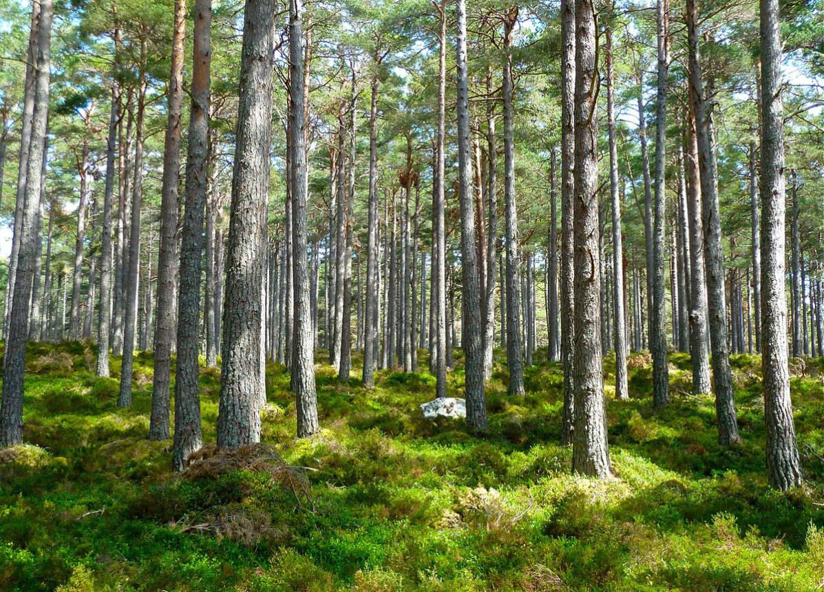 La filière bois, abandonnée et naufragée