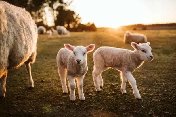 Pourquoi dénoncer “l’humain d’abord” au nom du bien-être animal n’a pas de sens