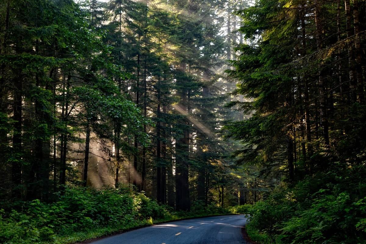 Le Conseil d’État coupe court aux demandes de protection de la forêt